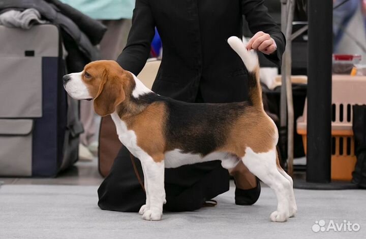 Щенок бигля мальчик