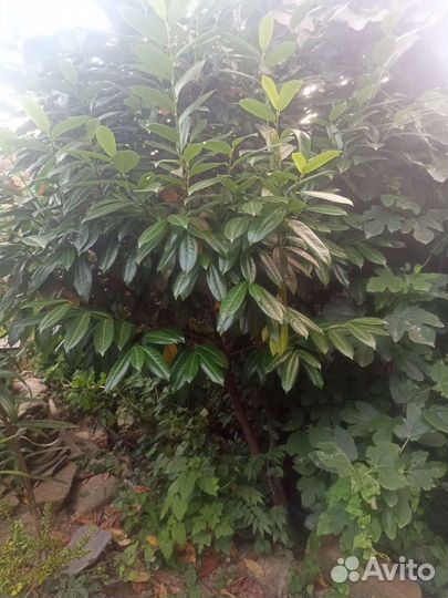 Лавровишня