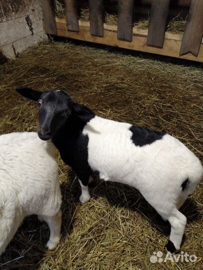 Овцы бараны ягнята