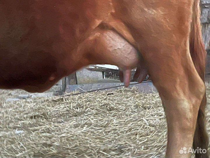 Коровы с телятами