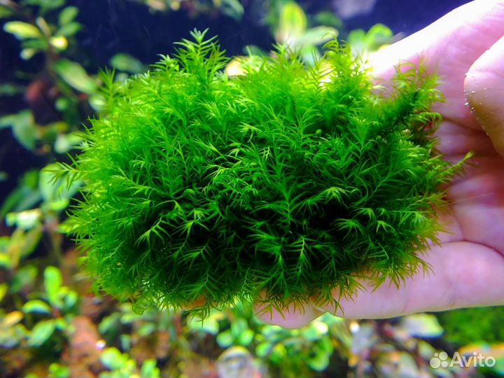 Мох аквариумный
