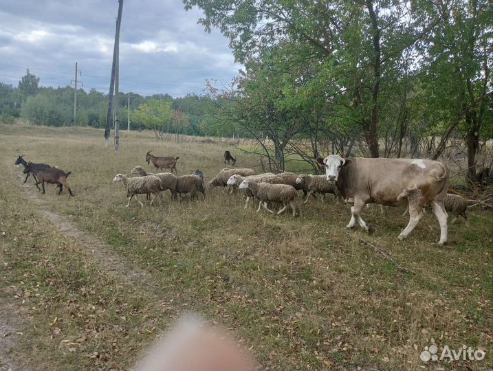 Козы и овцы