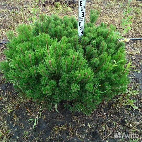 Сосна низкорослая карликовая сосна шар