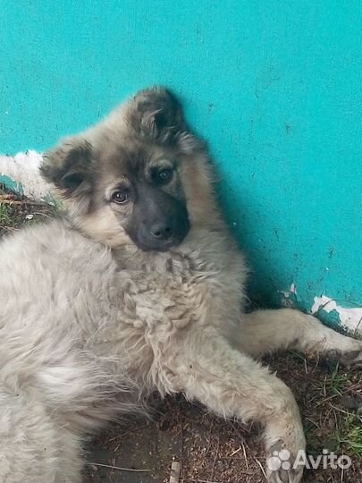 Щенок сторожевой собаки в частный дом