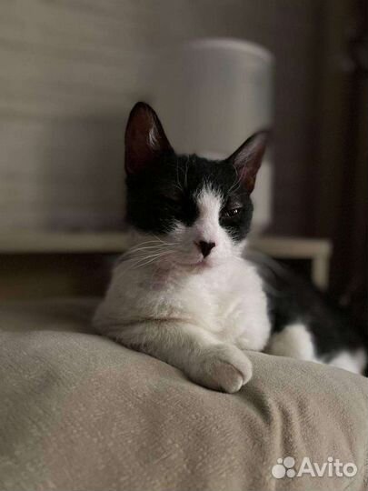 Кошечка в добрые руки