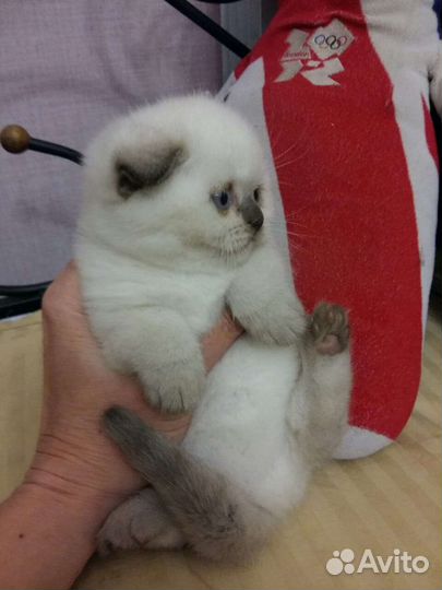 Кошечки и котики колорные