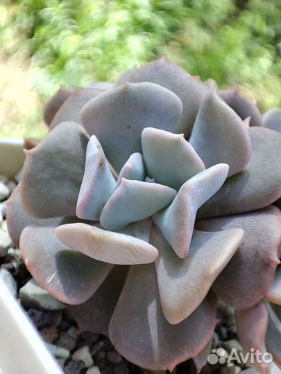 Суккуленты на срез