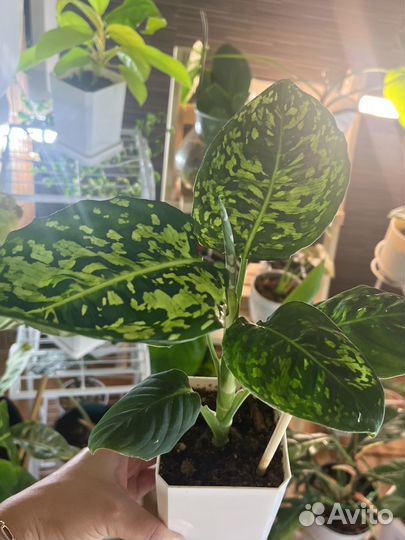 Диффенбахия Рефлектор