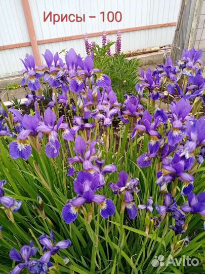 Цветы многолетники