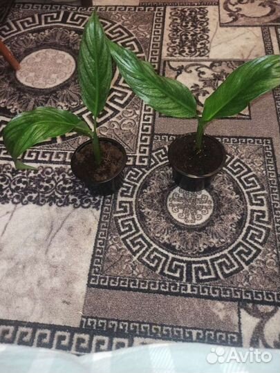 Комнатные растения цветы