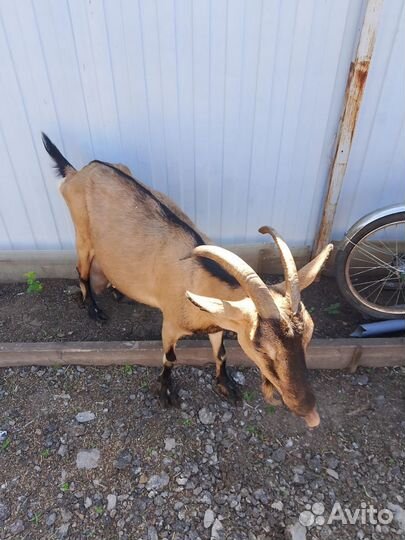 Коза дойная молочная