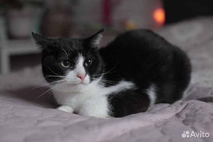 Фил в поиске дома