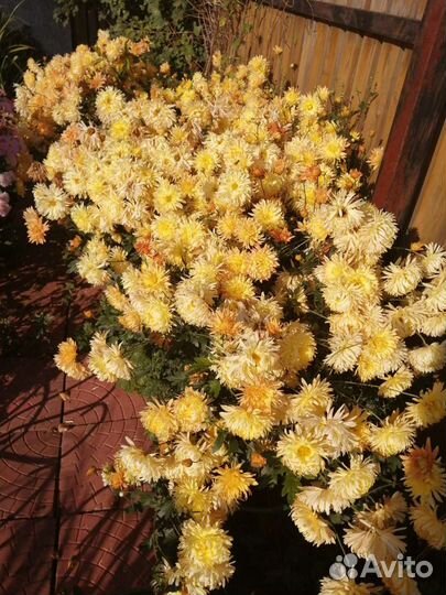 Цветы хризантемы