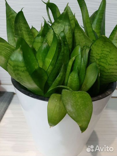 Сансевиерия