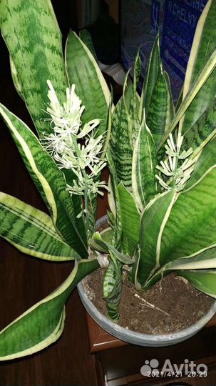 Сансевиерия