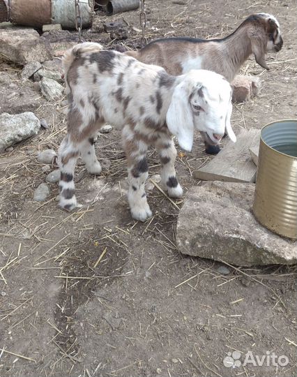 Козлята нубийская