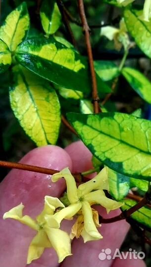 Трахелоспермум