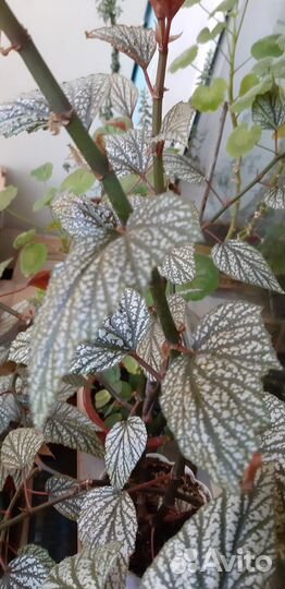 Колеусы,бегонии и финиковые пальмы и фиалки