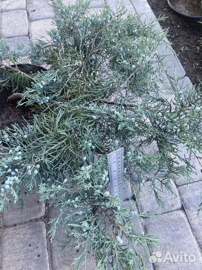 Можжевельники разных сортов