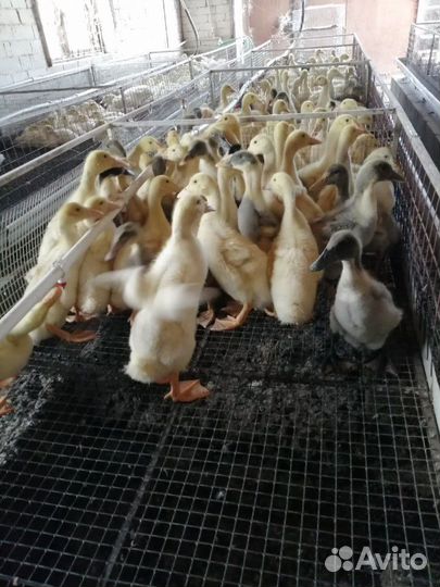 Цветной бройлер, белый бройлер,доминант, индюшата