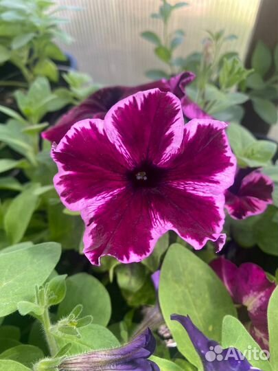 Петуния ампельная