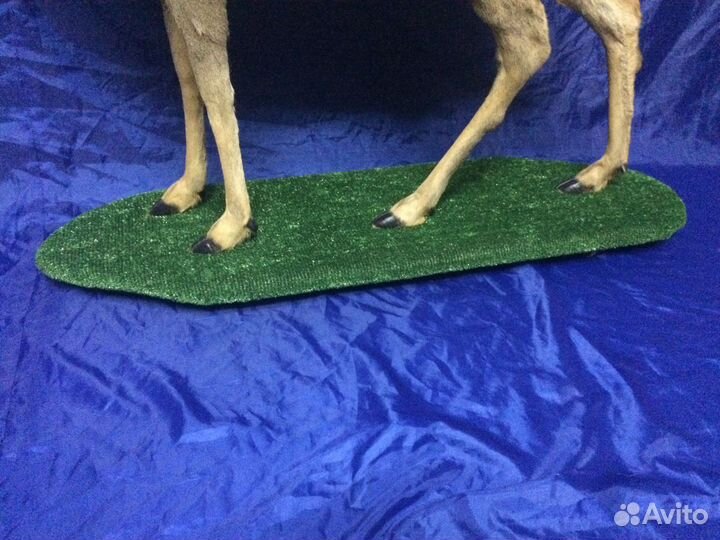 Чучело европейской косули