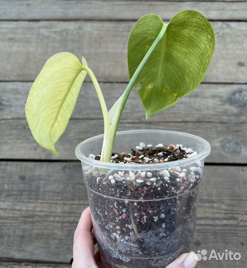 Монстера фулл минт