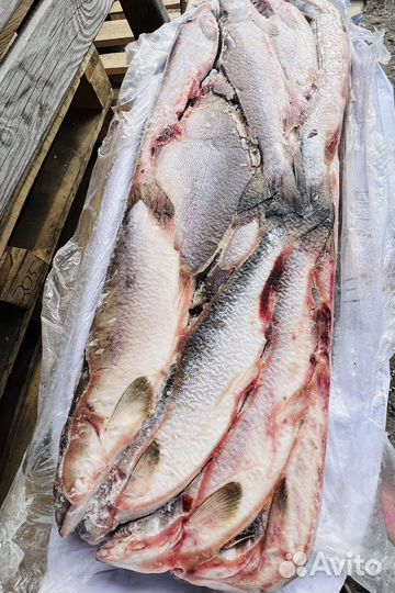 Горбуша свежий улов