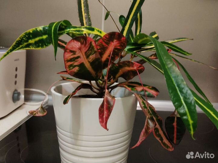 Кротон Виктория голден белл