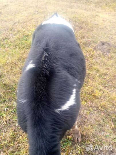 Продам бычка 5 мес