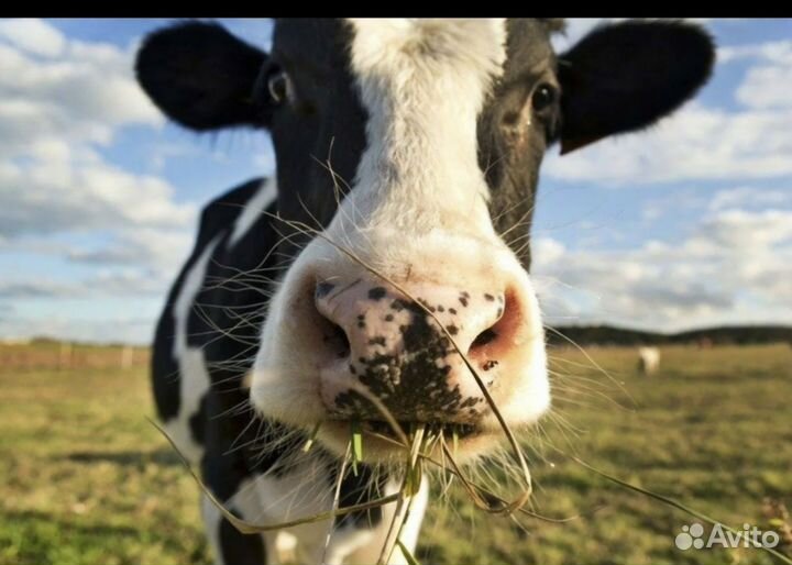 Корова дойная