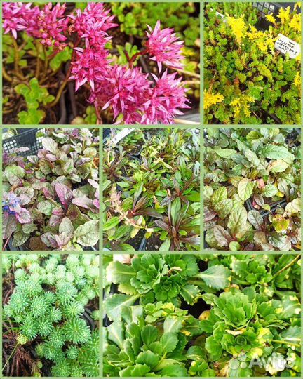 Многолетние травянистые растения