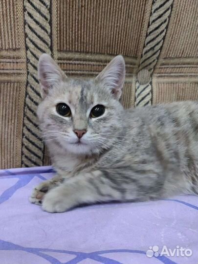 Кошечка Бусинка ищет дом