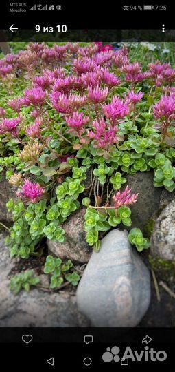 Почвопокровники