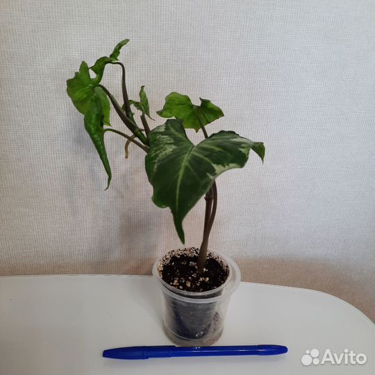 Сингониумы сортовые