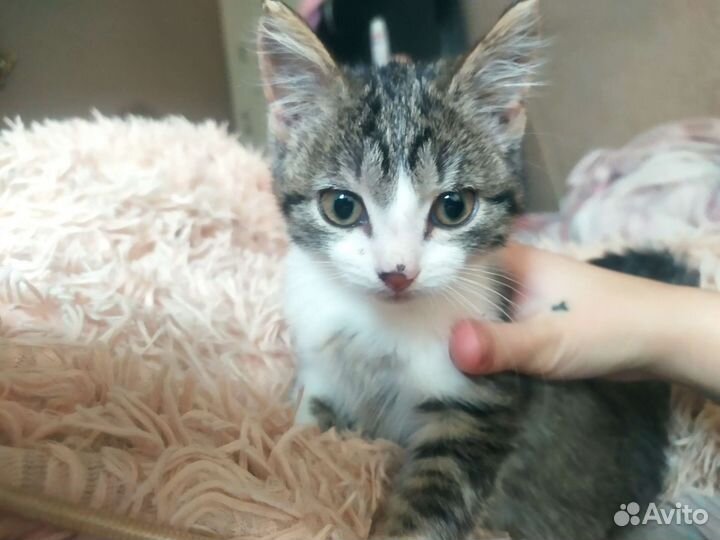 Котенок