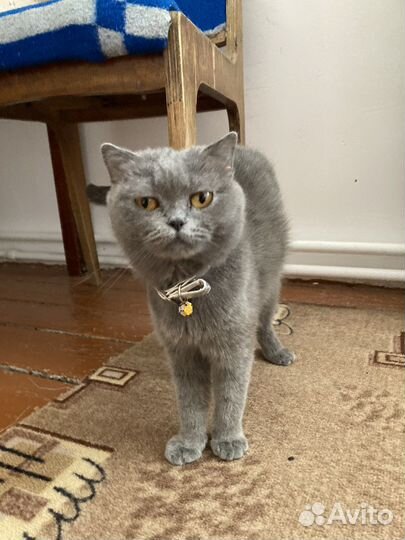 Британская короткошерстная кошка