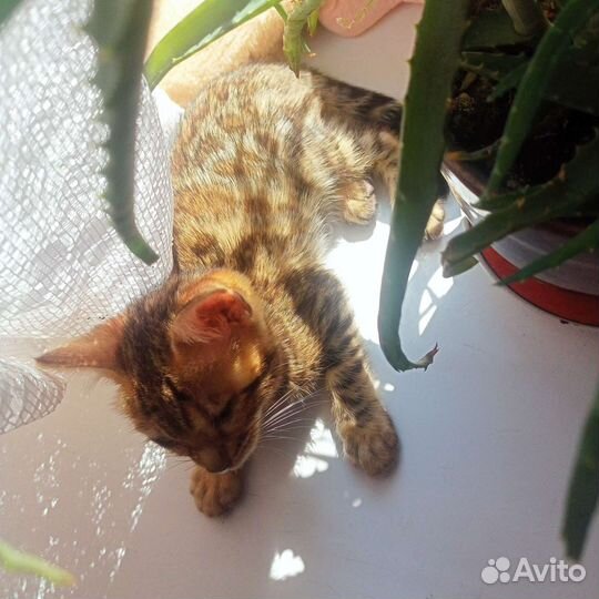 Бенгальская