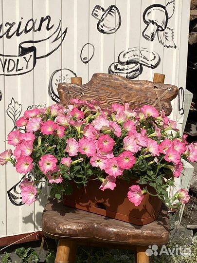 Готовые балконые ящики петунии