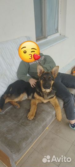 Немецкая овчарка