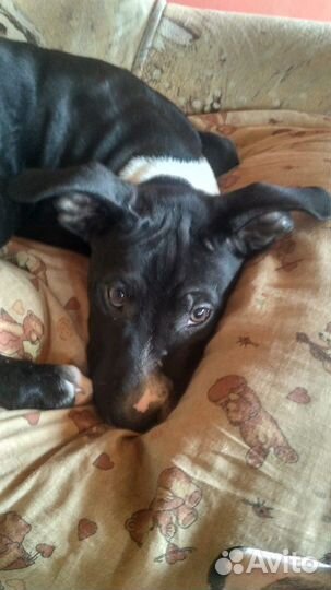 Щенок бультерьера и стаффа