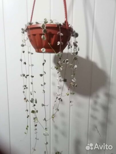 Церопегия вуду вариегата