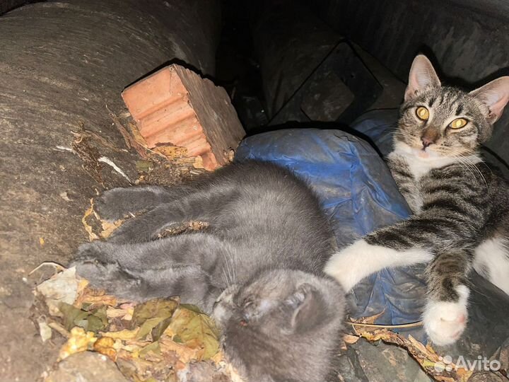 Кошка котята в дар