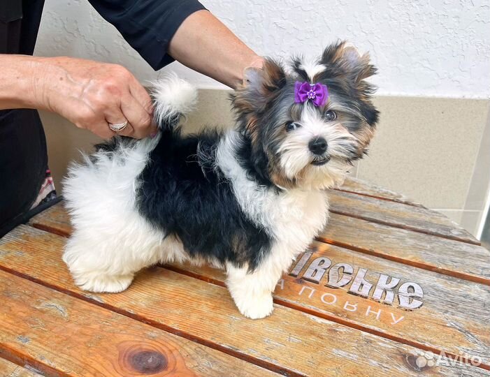 Щенки бивер йорка