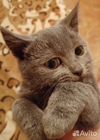 Британская кошечка