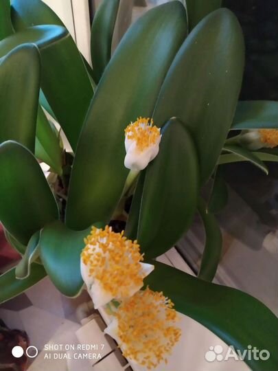 Продам гемантус