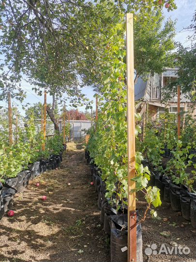 Продажа саженцев и черенков винограда