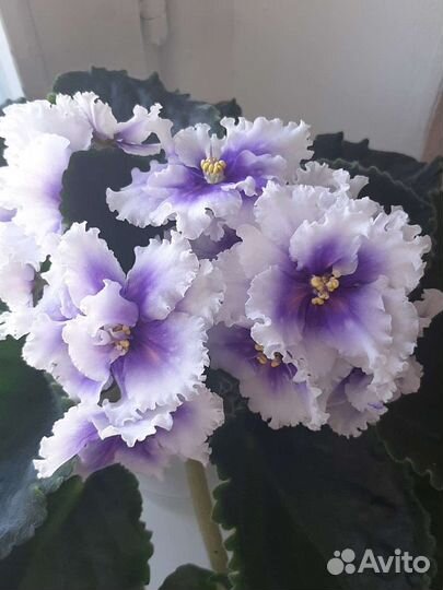 Набор деток фиалок 5 шт