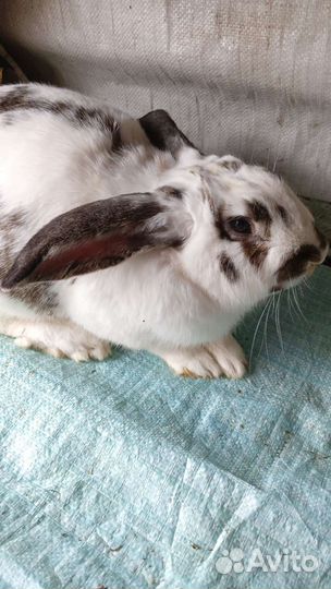 Кролики мясных пород