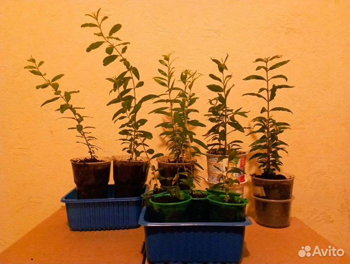 Сеянцы граната